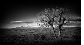 Through a Crow's Eye